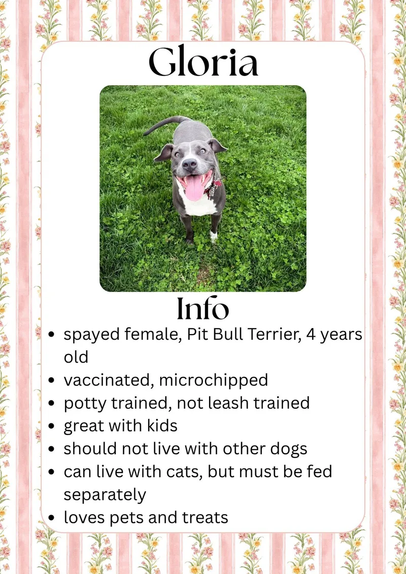 An adult large-sized female Gray / Blue / Silver Mixed Breed dog named Gloria for adoption in Greensburg, IN
