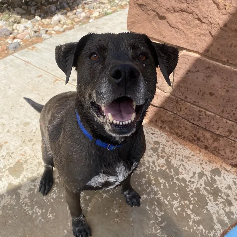 A senior large-sized male Black Labrador Retriever dog named TRex for adoption in Branford, CT