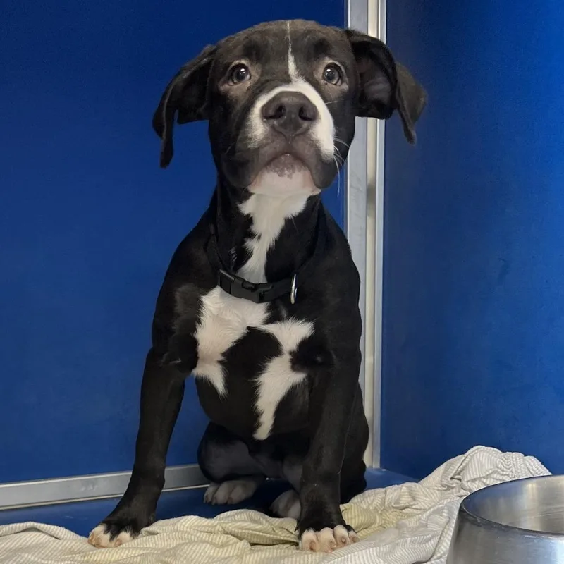 A baby small-sized female Black Mixed Breed dog named Roxie for adoption in Las Cruces, NM