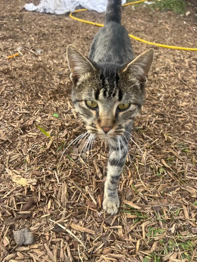 An adult small-sized male Tabby (Buff / Tan / Fawn) Domestic Short Hair cat named Pebbles for adoption in Thomasville, AL