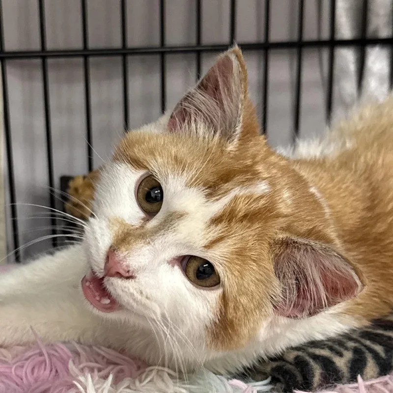 A young medium-sized male Orange / Red Domestic Short Hair cat named Mr. Chester for adoption in Bismarck, ND