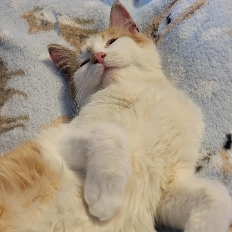 Mr. Chester thumbnail 3