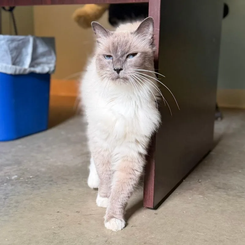 A senior medium-sized female White Siamese cat named Morgan for adoption in Pittsford, VT
