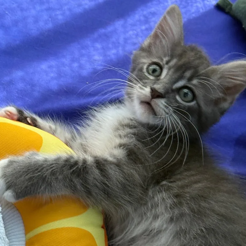 A baby small-sized male Domestic Medium Hair cat named Tai for adoption in San Diego, CA