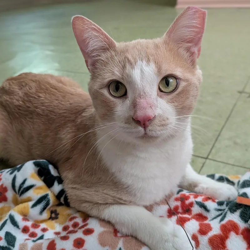 An adult large-sized male Domestic Short Hair cat named John Luck for adoption in Chicago, IL