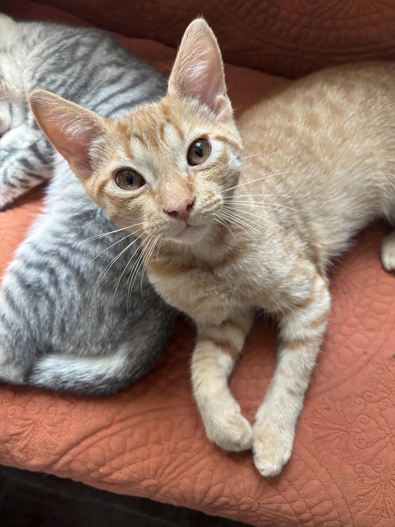 A baby medium-sized male Orange / Red Domestic Short Hair cat named Cheesy Puff for adoption in Broomall, PA