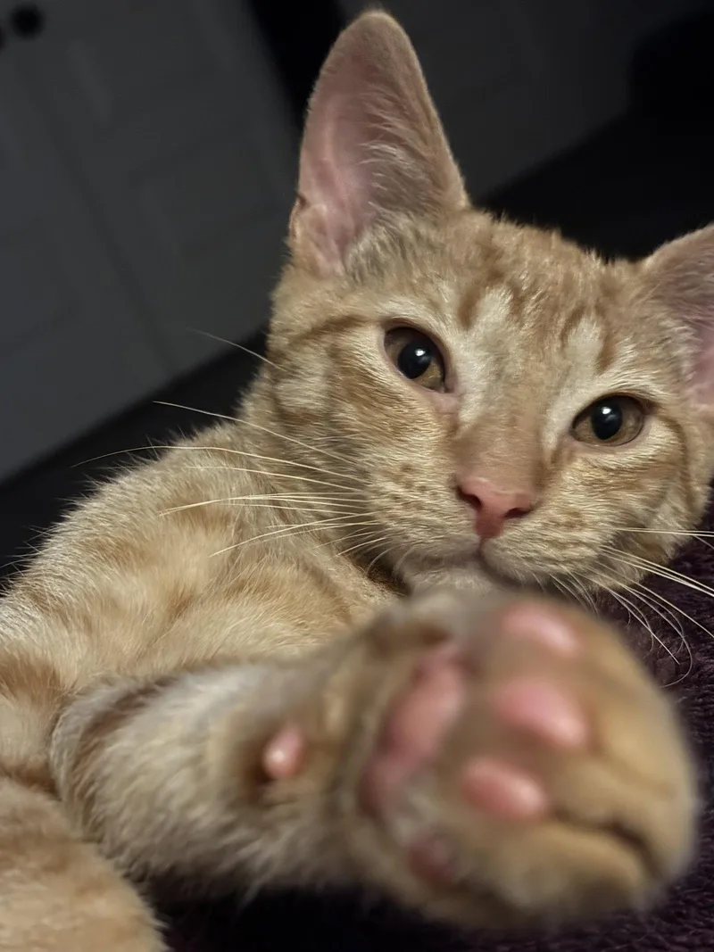 Cheesy Puff thumbnail 3