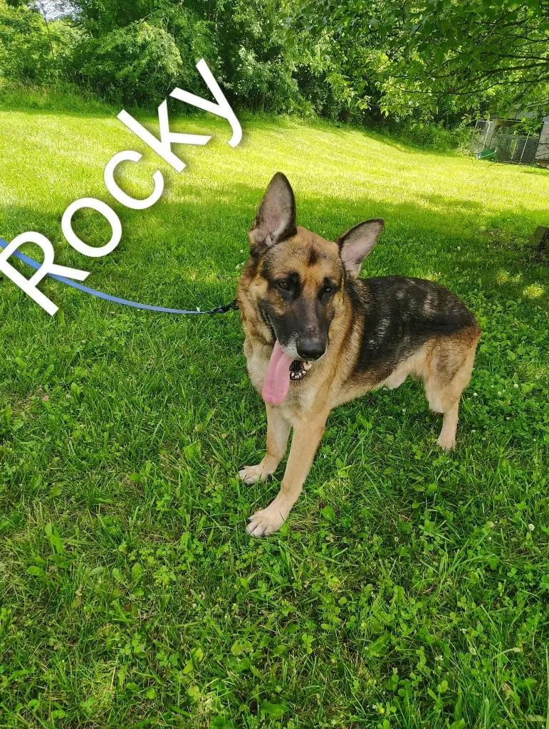 An adult medium-sized male German Shepherd Dog dog named Rocky for adoption in Kendallville, IN