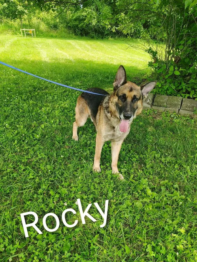 Rocky thumbnail 2