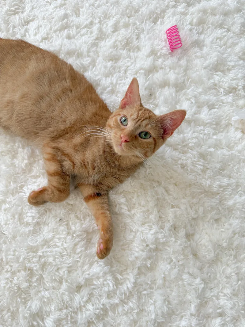 A young medium-sized female Domestic Short Hair cat named FilΓ© for adoption in New Orleans, LA