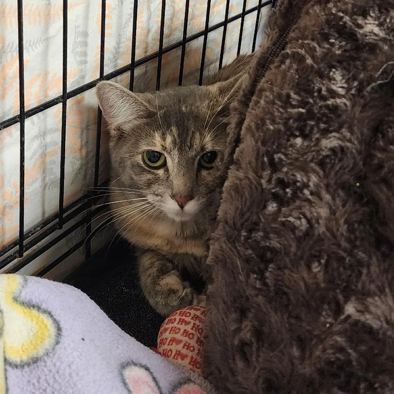 A young medium-sized female Tortoiseshell Domestic Short Hair cat named Sparkle for adoption in Monroe, MI