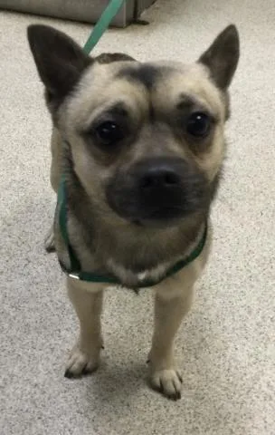 A young small-sized male Chihuahua dog named Lightning for adoption in Riverside, CA