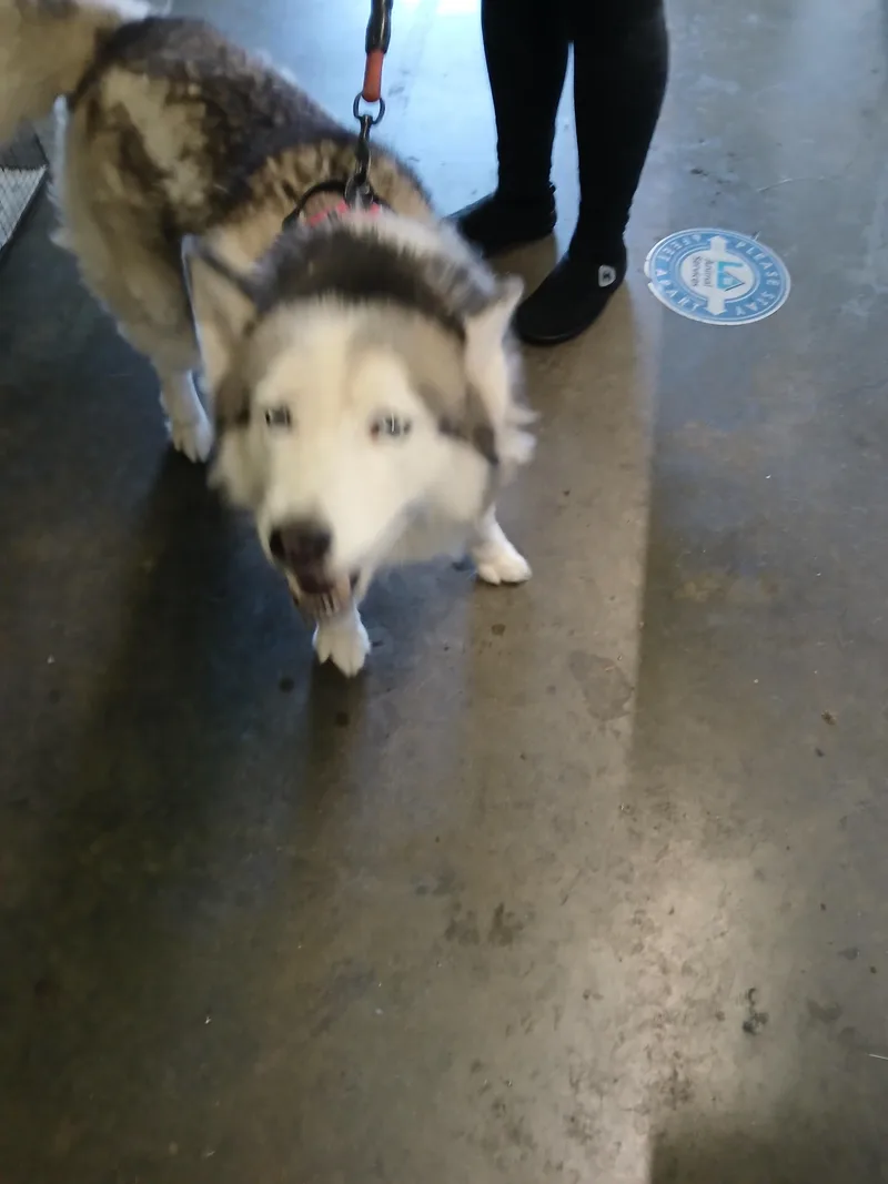 An adult large-sized female Mixed Breed dog named Mishka for adoption in Los Angeles, CA