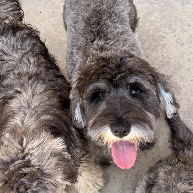 A young small-sized female Gray / Blue / Silver Schnauzer dog named Bridget for adoption in Norco, CA