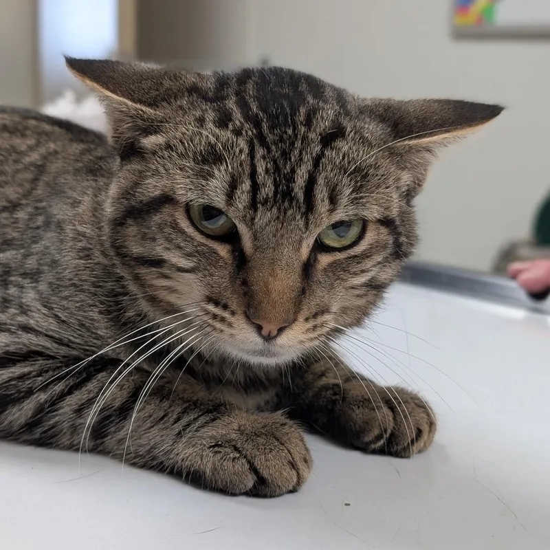 An adult small-sized male Domestic Short Hair cat named Lionel for adoption in Canton, IL