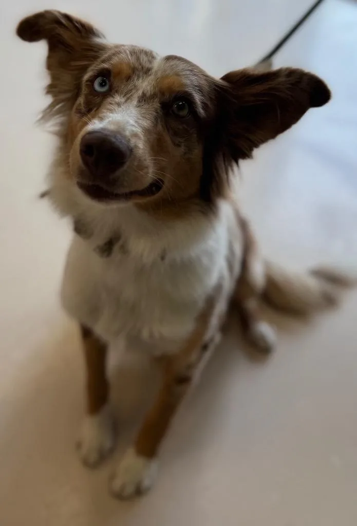 A young medium-sized female Australian Shepherd dog named Frankie for adoption in Belton, TX