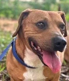 A young medium-sized male Basset Hound dog named Levi for adoption in Carrollton, GA