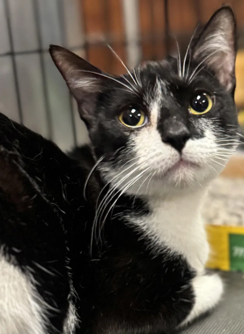 A young medium-sized female Domestic Short Hair cat named Magpie for adoption in Brooklyn, NY