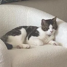 An adult large-sized male Brown / Chocolate Domestic Short Hair cat named Yoshi for adoption in West Palm Beach, FL