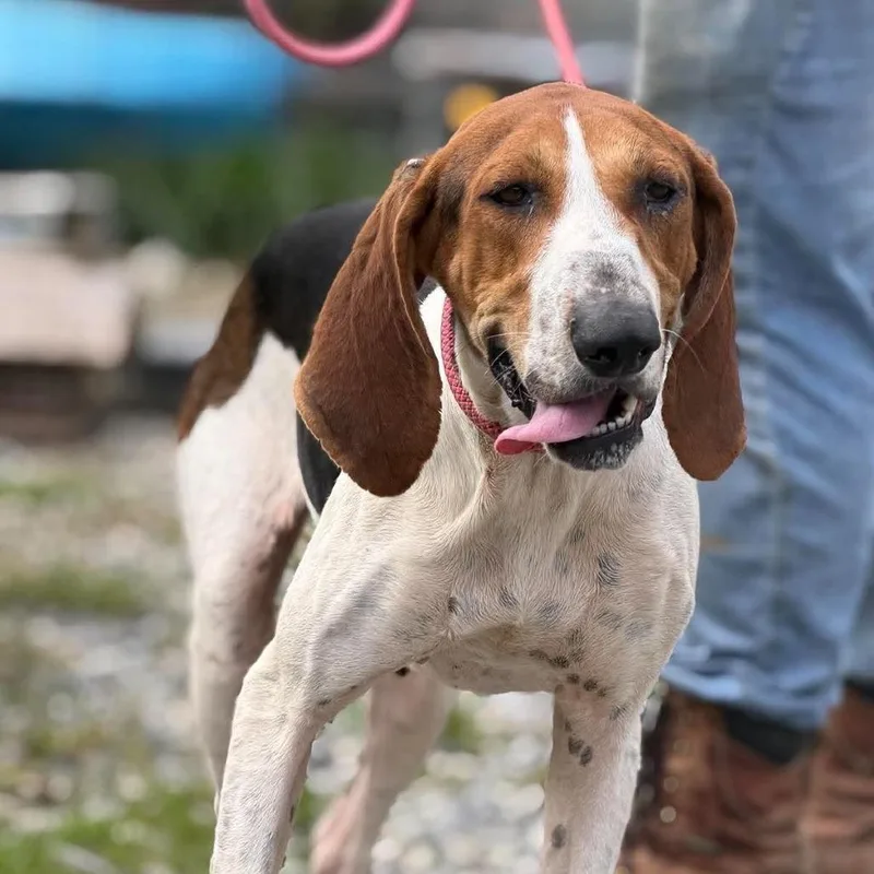 An adult medium-sized female Treeing Walker Coonhound dog named Happy for adoption in Frederick, MD