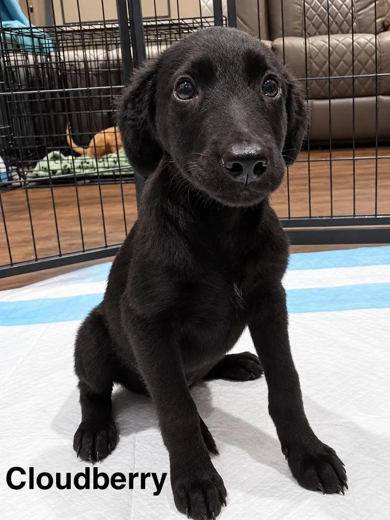 A baby medium-sized female Labrador Retriever dog named Cloudberry for adoption in New Baltimore, MI