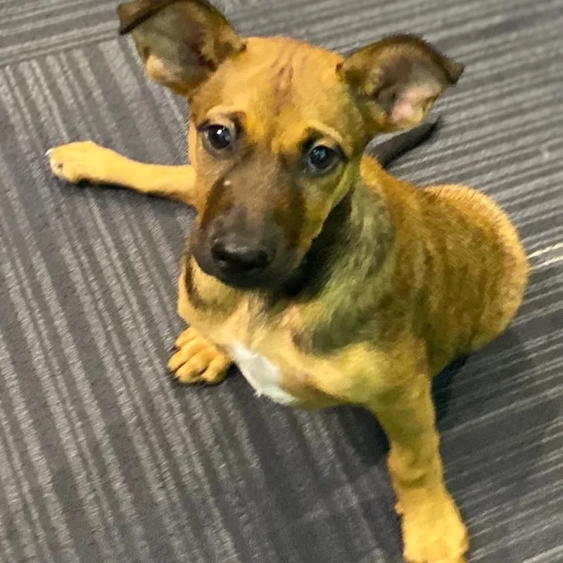 A young medium-sized female Golden Shepherd dog named Glitter for adoption in Homestead, FL