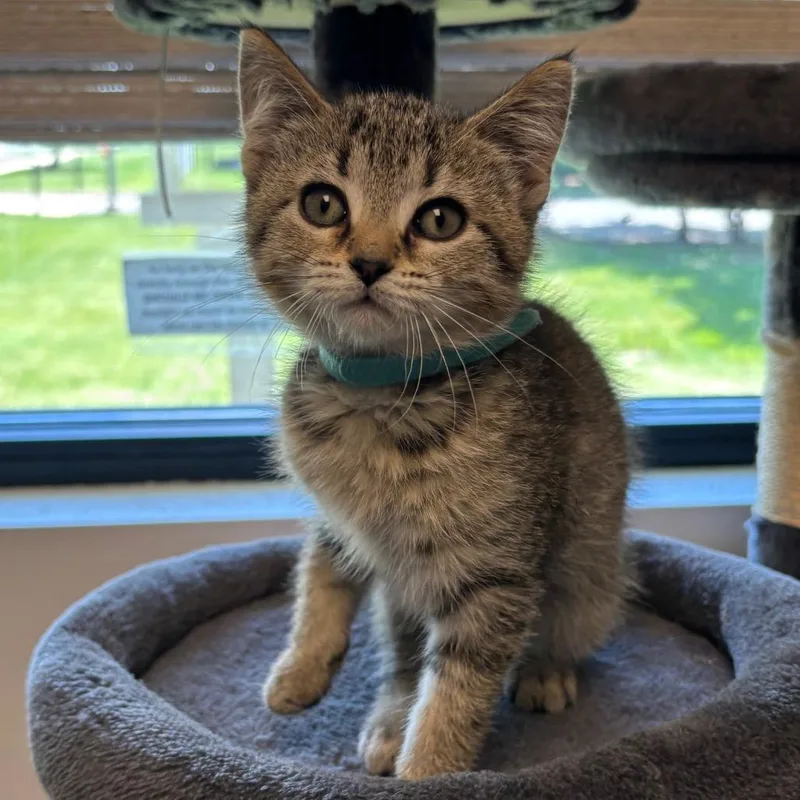 A baby small-sized female Brown / Chocolate Domestic Short Hair cat named Nutmeg for adoption in Naperville, IL