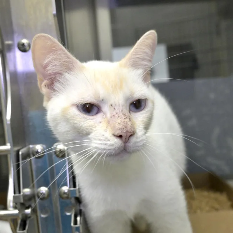 An adult medium-sized female Flame Point Siamese cat named Cherry Cola for adoption in Austin, TX