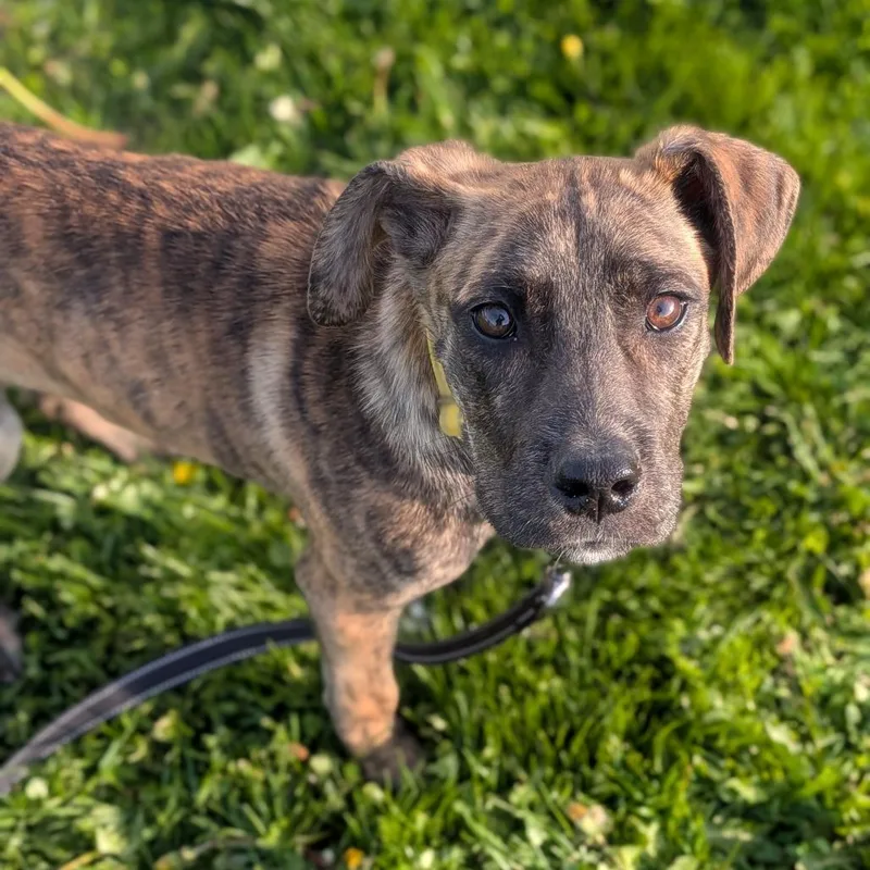 A young small-sized female Brindle Mixed Breed dog named Louise for adoption in Prairie du Chien, WI