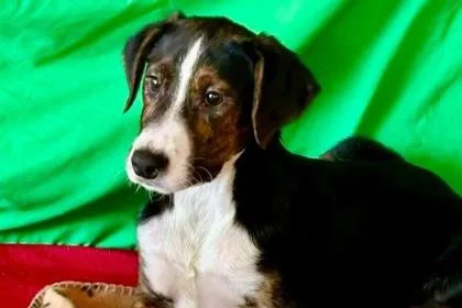 A baby medium-sized male Feist dog named Jambo for adoption in Westland, MI