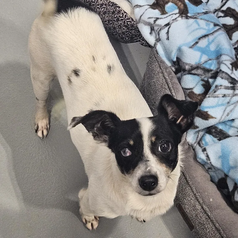 An adult small-sized male Black Jack Russell Terrier dog named Odie for adoption in Kalamazoo, MI