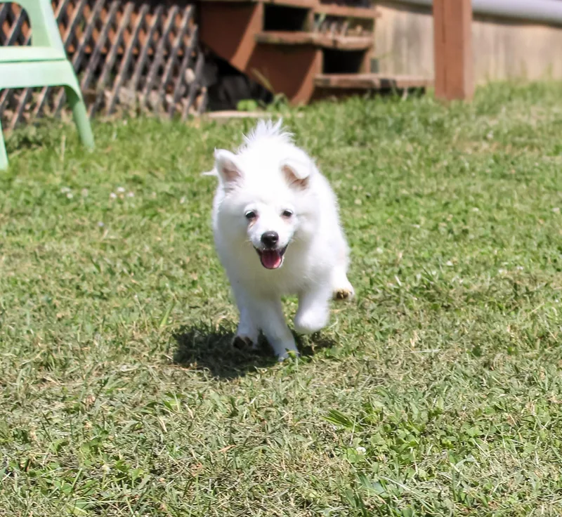 A young small-sized female White / Cream American Eskimo Dog dog named Flicker for adoption in Neosho, MO