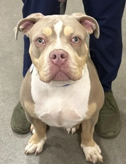 A young medium-sized female Pit Bull Terrier dog named Suede for adoption in Upper Marlboro, MD