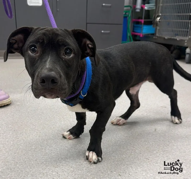 A baby large-sized male Dachshund dog named Scooby Doo for adoption in Washington, DC