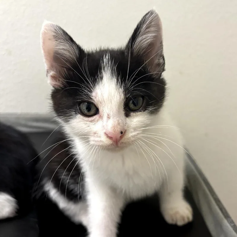 A baby small-sized male White American Shorthair cat named Tum Tum for adoption in Long Beach, CA