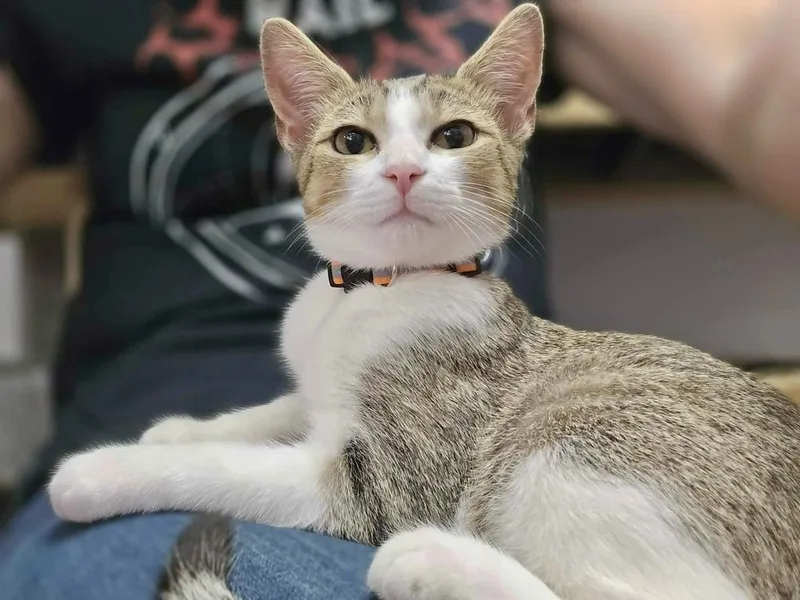 A baby small-sized male Domestic Short Hair cat named Jimmie for adoption in Chicago, IL