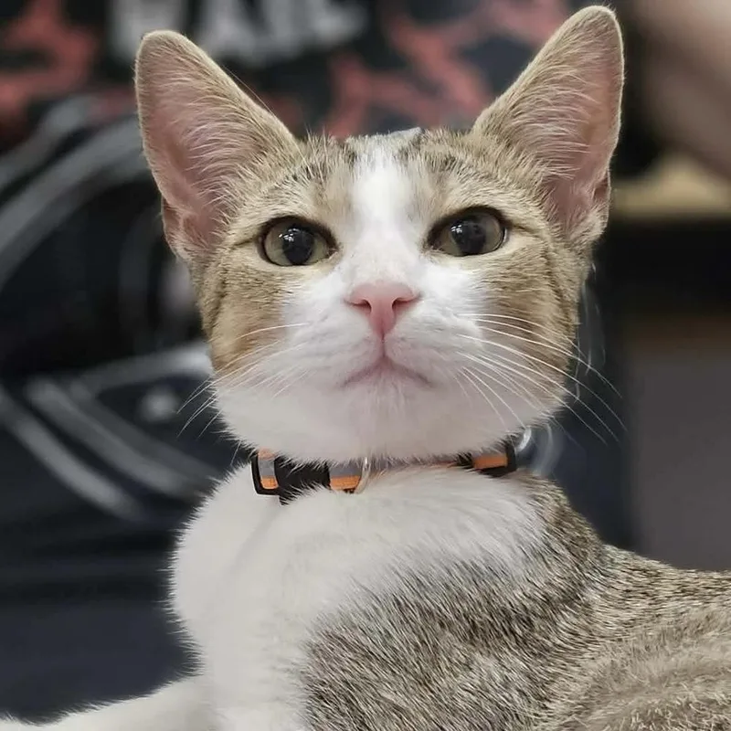 Jimmie thumbnail 3