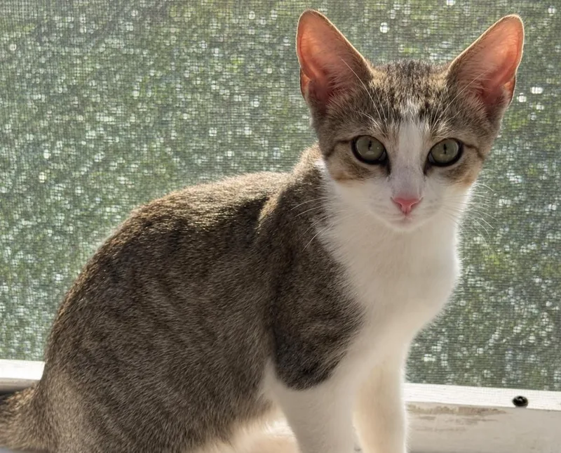 Jimmie thumbnail 6