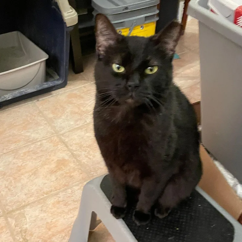 Salem Mrschoomzer thumbnail 2