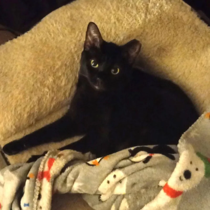 Salem Mrschoomzer thumbnail 3