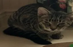 A young medium-sized male Tabby (Brown / Chocolate) Domestic Short Hair cat named Teddy for adoption in Hawthorne, NJ