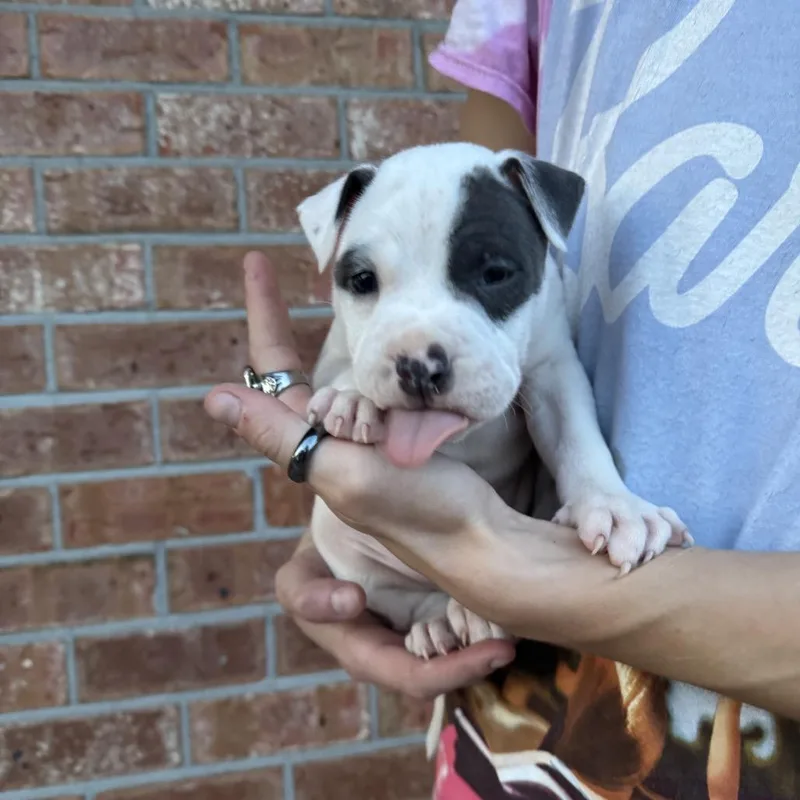 A baby small-sized male White / Cream Boxer dog named Moose for adoption in North Charleston, SC