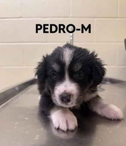 A baby small-sized male Mixed Breed dog named Pedro for adoption in Guntersville, AL