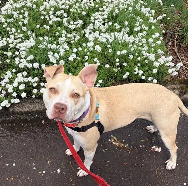 An adult large-sized female American Staffordshire Terrier dog named Molly for adoption in Vancouver, WA