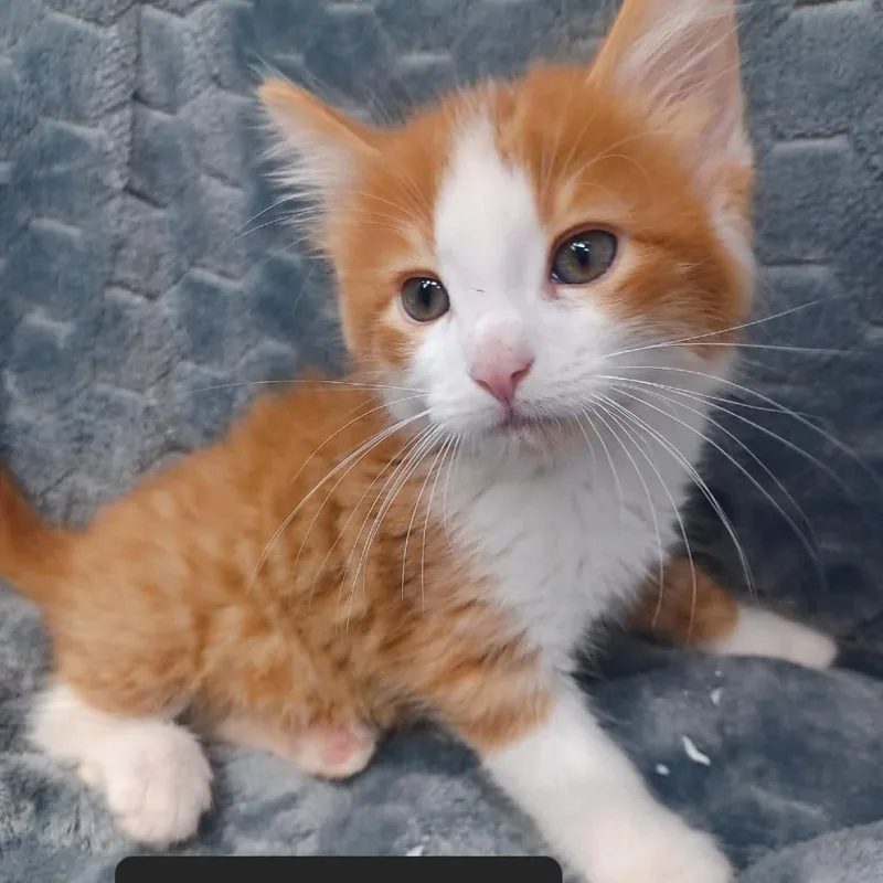 A baby small-sized male Domestic Short Hair cat named Sunset for adoption in New Tazewell, TN