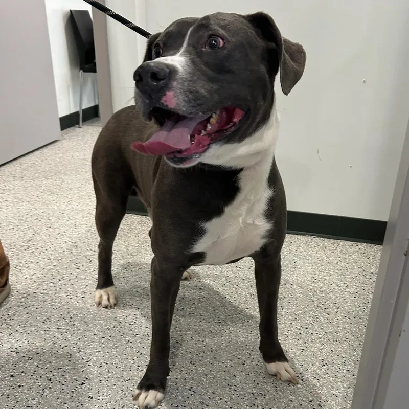 An adult large-sized male Gray / Blue / Silver Pit Bull Terrier dog named Jaxon for adoption in Carlyle, IL