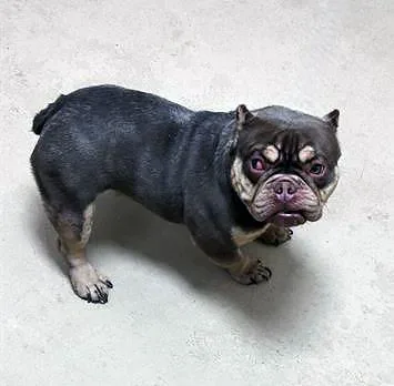 An adult medium-sized male Brown / Chocolate Mixed Breed dog named Lucci for adoption in Nashville, TN