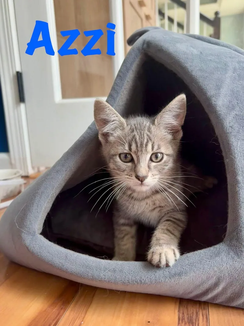 A young medium-sized male Gray & White American Shorthair cat named Azzi for adoption in Rochester, NY
