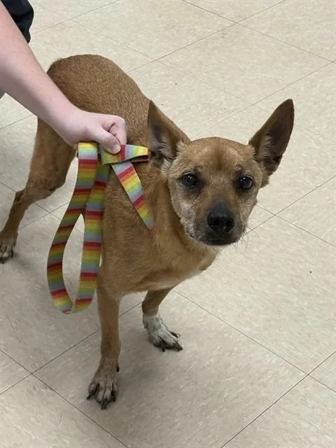 A senior small-sized male Toy Fox Terrier dog named Dimitri for adoption in Killeen, TX