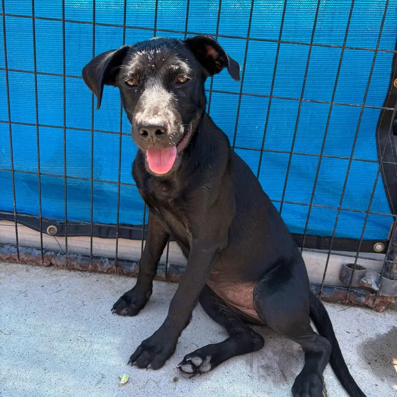 A baby medium-sized female Black Labrador Retriever dog named Monica for adoption in Grand Junction, CO